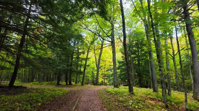 Walking on a tranquil trail in a lush green Black river national forest in Michigan.