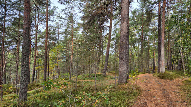 In the forest