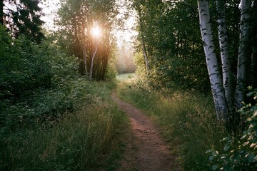 Fototapeta premium The Sunlit Forest Path Through Greenery in Tranquil Evening Woods