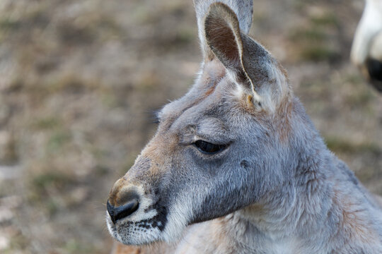 Detailed side view portrait of a kangaroo with alert ears and expressive eyes against a soft blurred background.