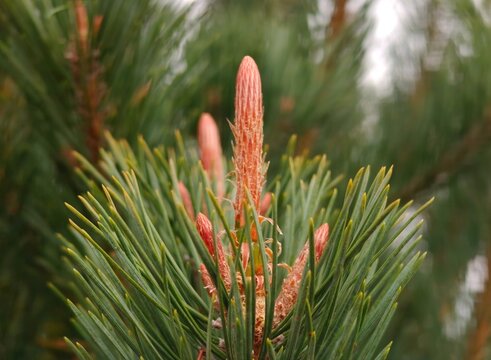 red pine cones