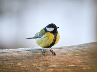Cute curious Great Tit or Parus Major Bird with Yellow chest sitting on a brown wooden log in cold snowy winter in Estonia © Mehis