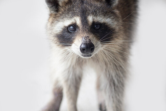 Wild Raccoon Hiding in Green Grass Beneath Tropical Plants