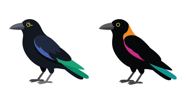 Cartoon Crows, Two Birds with Different Colored Undersides