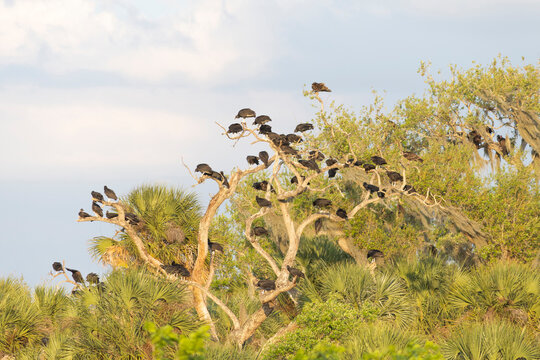 Flock of Wild Birds Perched in Treetops Against Blue Sky
