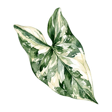 Watercolor syngonium albo variegata isolated single leaf