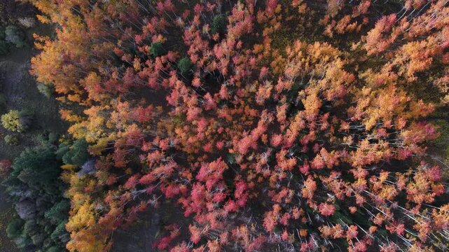 Beautiful drone 90 degree  view over autumn aspen trees and mountains in Colorado
