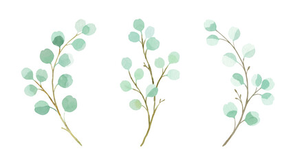 Set of three watercolor eucalyptus branches isolated on transparent background © CRETivE-StuDiO