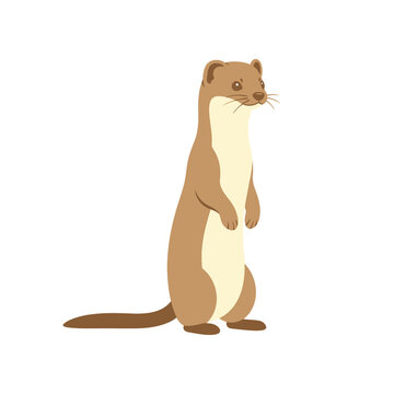 Small weasel standing on transparent background features realistic brown fur and cream white belly for wildlife nature education or animal character design tasks.