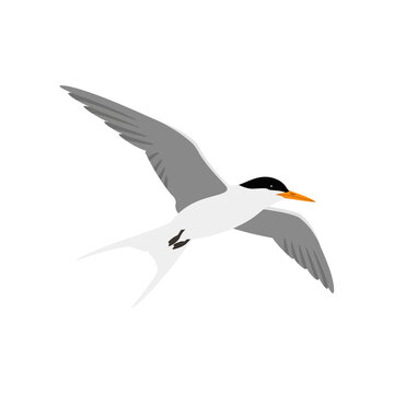 Common tern seabird flying with elegant wings vector graphic on transparent background suitable for ocean life designs nature educational guides and bird art.