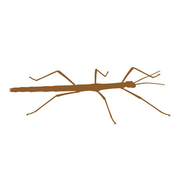 Brown stick insect illustration featuring long slender body and thin legs perfect for educational biology materials and natural history museum graphic resources.