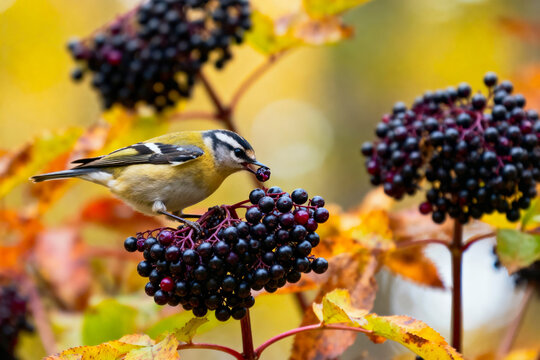 Common Firecrest (Regulus ignicapilla), a very small perching bird in the kinglet family, perched on a cluster of dark elderberries