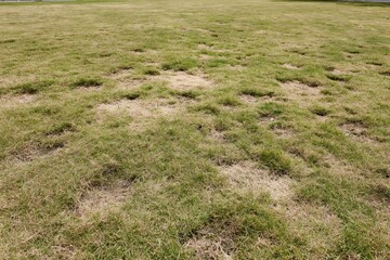Naklejka premium The Patchy Lawn Field with Dry Grass and Bare Patches