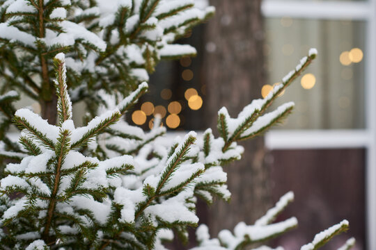 Close up shot of pine tree branches covered in fresh snow with blurred holiday lights in background. Festive winter nature image for Christmas greeting cards and seasonal marketing