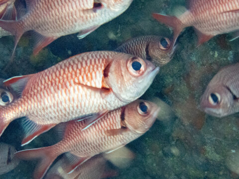 School of Bigscale soldierfish swimming