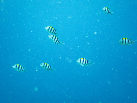 School of Indo-pacific sergeants swimming