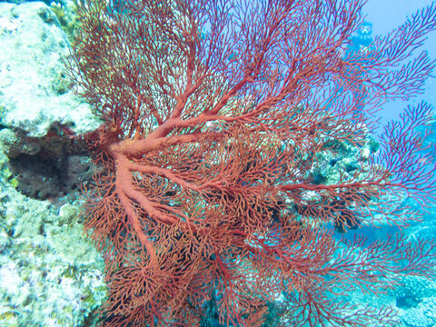 Melithaea sp
