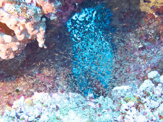 School of Pigmy sweepers swimming © 雅文 大石