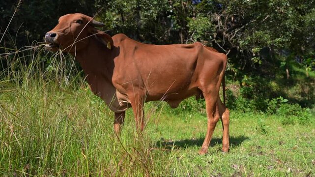 Brown Indian Cow Grazing and Chewing Grass in Green Rural Field