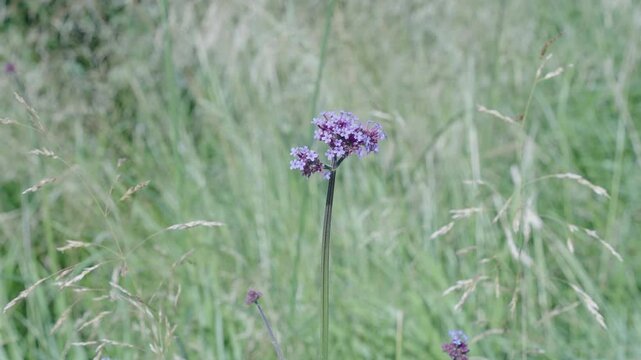 Wild vervain flower in field. Wildflower nature. Purple vervain flower plant. Flowering vervain plant outdoor. 4k foitage
