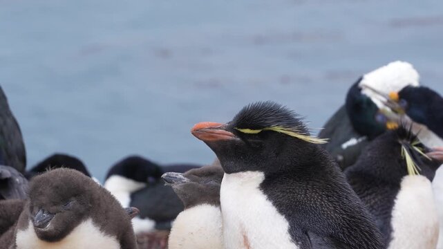 Crested Penguins Gather Near Coastal Waters in a Group