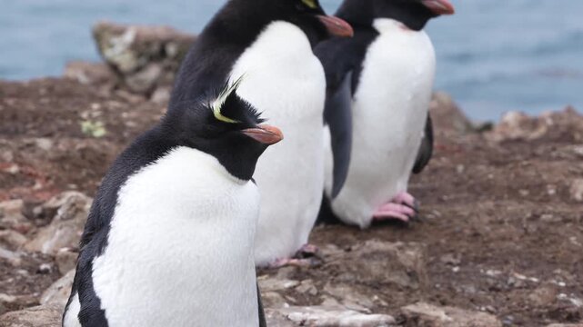 Three Crested Penguins Stand on Rocky Shore Near Blue Ocean