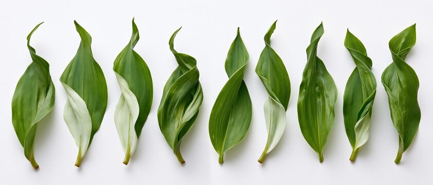 The Fresh Green Leaves Aligned in a Row on a Clean White Background