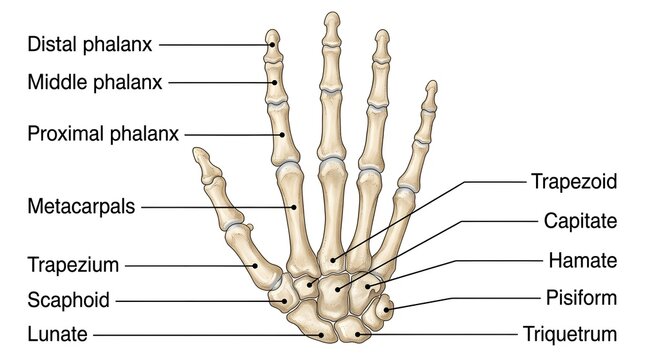 Anatomical illustration of human hand bones with labeled phalanges and carpals
