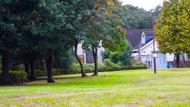 Quiet Public Park Landscape on a Rainy Day with Green Trees and Lawn