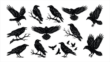 Fototapeta premium Set of black ravens and crows in various poses isolated on white background