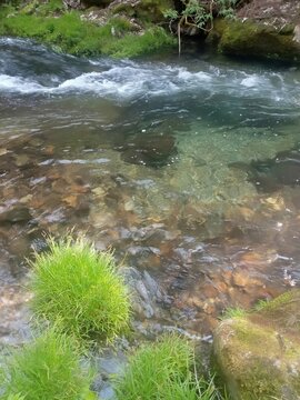 新緑の森を流れる美しい渓流と清流の風景