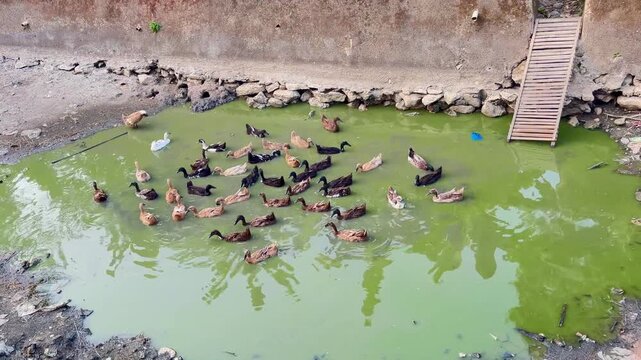 a duck swimming in a puddle
