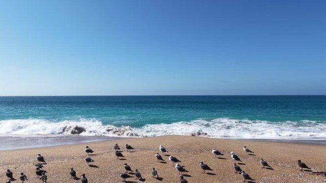 Very Low Altitude flight over Seagulls watching the waves crash the shoreline. As the drone moves slowly toward the Sea, Birds at rest beneath the camera seem unaware of its presence. Very Cool Shot!