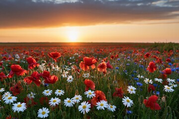 Naklejka premium The Field of Wildflowers at Sunset with Red Poppies and White Daisies