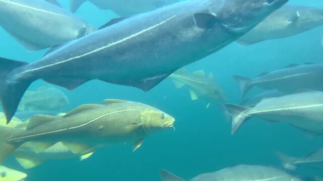Atlantic cod swim past the camera in a blue underwater aquarium scene.