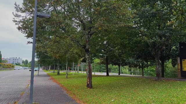 a powerful autumn storm with heavy winds violently shaking large deciduous trees, leaves are seen actively shedding and blowing off the branches.