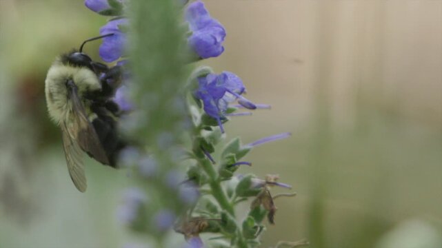 Close-up of a fuzzy bumblebee with a full pollen basket clinging to a blue hyssop flower spike, with a soft blurred garden background.