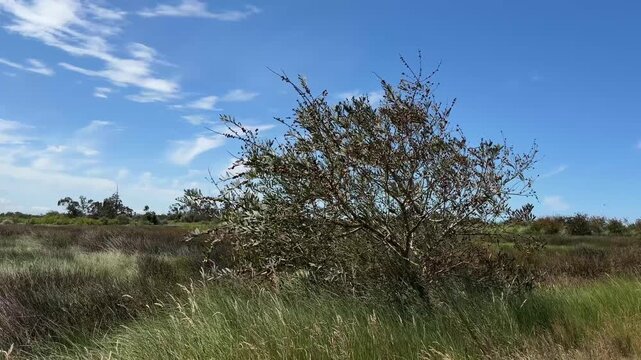 Rustling green foliage and trees dance softly in the light wind against the light blue sky.