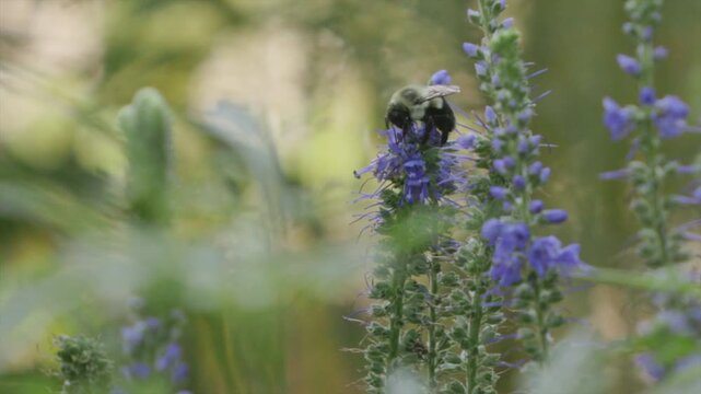 A bumblebee forages on spikes of blue hyssop flowers in a sunny garden, framed by soft-focus foliage in the foreground.