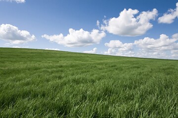 Naklejka premium The Open Field Under Expansive Blue Sky with Fluffy White Clouds