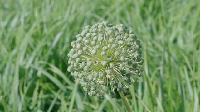 Allium in the nature. Bud or dry flower at summer. Spring flowering plant green color. 4k footage. Allium flower. Dry flowering allium. Flower bud in green nature