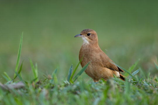 Rufous Hornero - Furnarius rufus, beautiful medium-sized ovenbird native to the savannas and bushes of eastern South America, Pantanal, Brazil.