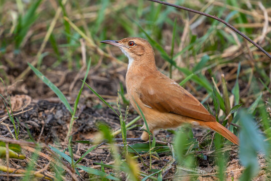 Rufous Hornero - Furnarius rufus, beautiful medium-sized ovenbird native to the savannas and bushes of eastern South America, Pantanal, Brazil.