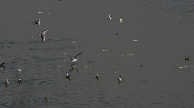 Flock of hungry gulls circling above deeply cracked mud terrain searching for surviving wildlife