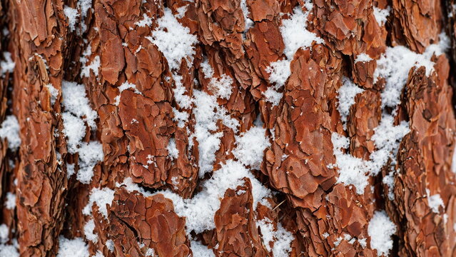 Reddish Pine Bark Texture with Snow in Grooves Background