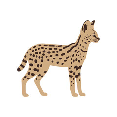 Serval cat spotted wild feline illustration standing for african safari wildlife education programs and cat species identification guides and zoo marketing material. © Rubab