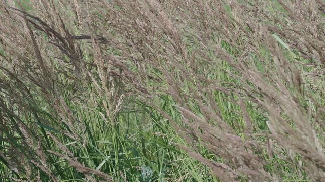 Field of spikelet in countryside. Autumn or fall natural field. Countryside nature with dry grassy spikelet plant. Summer meadow with grassy plant. Field nature background. Grassland meadow