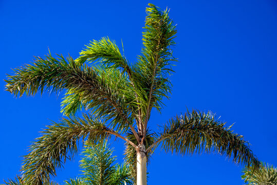 Palm leaves on a blue sky background
