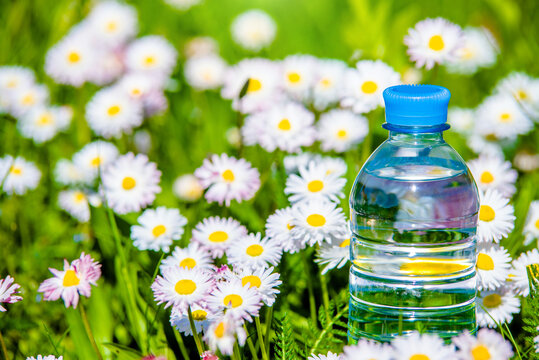 A bottle of drinking water stands among the daisies
