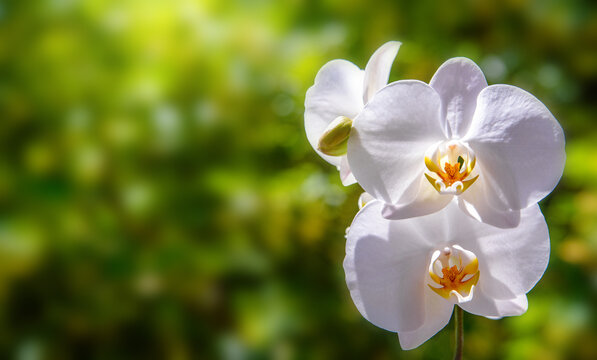 Branch of a white orchid on a green natural background
